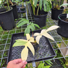 Load image into Gallery viewer, Philodendron Florida Ghost, Exact Plant