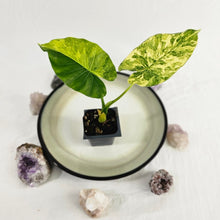 Load image into Gallery viewer, Alocasia Gageana Aurea, Exact Plant Variegated