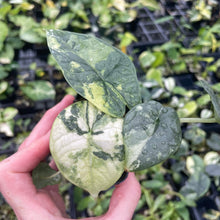 Load image into Gallery viewer, Alocasia Melo Aurea variegated 2.5" pot, Fedex 2day*