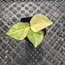 Load image into Gallery viewer, Zamioculcas Zamiifolia Wild Form ZZ Variegated exact plant, Fedex 2day*