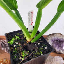 Load image into Gallery viewer, Philodendron Campii Lynette, Exact Plant Ships Nationwide