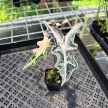 Load image into Gallery viewer, Alocasia Nobilis Pink variegated exact plant, Fedex 2day*