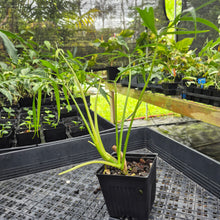 Load image into Gallery viewer, Philodendron Polypodoides, Exact Plant Ships Nationwide