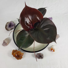 Load image into Gallery viewer, Philodendron Red Heart 4" pot, Fedex 2 day*