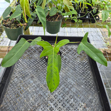 Load image into Gallery viewer, Philodendron Longilobatum Lelano Miyano, Exact Plant Ships Nationwide