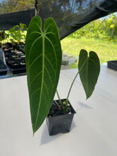 Load image into Gallery viewer, Anthurium Cirinoi, Exact Plant Ships Nationwide