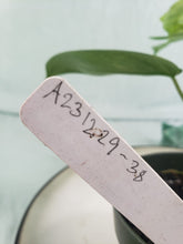 Load image into Gallery viewer, Florida Beauty, exact plant, variegated Philodendron, ships nationwide