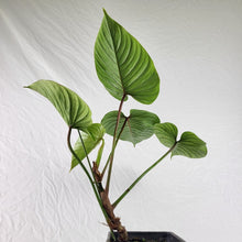 Load image into Gallery viewer, Philodendron Sodiroi True Form 4" pot, Fedex 2 day*
