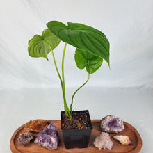 Load image into Gallery viewer, Philodendron Pastazanum, Exact Plant
