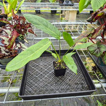 Load image into Gallery viewer, Anthurium Spectabile Wide Form, Exact Plant