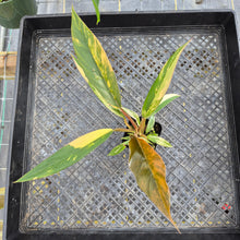 Load image into Gallery viewer, Philodendron Caramel Marble, Exact Plant Variegated Ships Nationwide