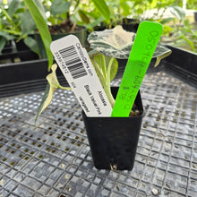 Load image into Gallery viewer, Alocasia Black Velvet Pink variegated 2.5" pot, Fedex 2day*