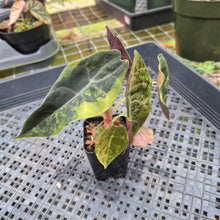 Load image into Gallery viewer, Alocasia Sedenii Aurea Variegated, Exact Plant Ships Nationwide
