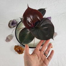 Load image into Gallery viewer, Philodendron Red Heart 4" pot, Fedex 2 day*
