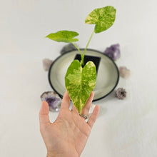 Load image into Gallery viewer, Alocasia Gageana Aurea, Exact Plant Variegated