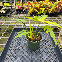 Load image into Gallery viewer, Philodendron Radiatum, Exact Plant Variegated Ships Nationwide