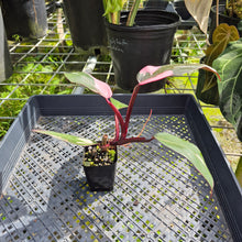 Load image into Gallery viewer, Philodendron Pink Princess, Exact Plant Variegated Ships Nationwide