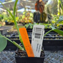 Load image into Gallery viewer, Philodendron Microstictum, Exact Plant Ships Nationwide