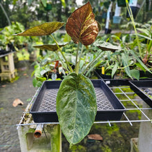 Load image into Gallery viewer, Alocasia Wentii, Exact Plant Variegated Large