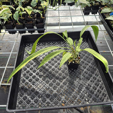 Load image into Gallery viewer, Anthurium Vittarifolium Variegated exact plant, Fedex 2day*