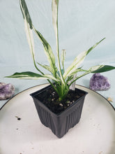 Load image into Gallery viewer, Spathiphylum jessica, Exact Plant, double plant, Variegated