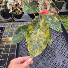 Load image into Gallery viewer, Alocasia Wentii Aurea, Exact Plant, Ships Nationwide