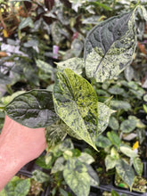 Load image into Gallery viewer, Alocasia Dragon Scale Mint variegated 2.5" pot, Fedex 2day*