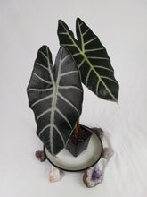 Load image into Gallery viewer, Alocasia Grandis, Exact Plant
