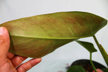 Load image into Gallery viewer, Philodendron Sagittifolium Tuxtlanum Rubra Exact Plant