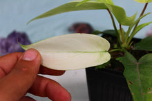 Load image into Gallery viewer, Philodendron Florida Ghost Exact Plant Ships Nationwide