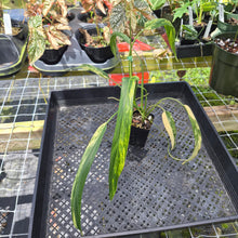 Load image into Gallery viewer, Philodendron Holtonianum Variegated, Exact Plant Ships Nationwide