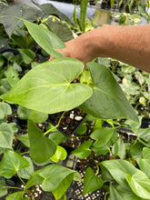 Load image into Gallery viewer, Anthurium Faustomirandae, Faustino'S Giant 4" pot, Fedex 2day*