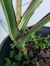 Load image into Gallery viewer, Thai Constellation, Exact Plant, variegated Monstera