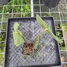 Load image into Gallery viewer, Anthurium Besseae Aff x Red Crystallinum, Exact Plant