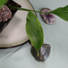 Load image into Gallery viewer, Anthurium Gracile Shipped Nationwide