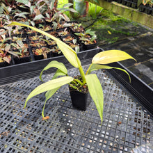 Load image into Gallery viewer, Philodendron Whipple Way Variegated exact plant, Fedex 2day*