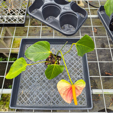 Load image into Gallery viewer, Anthurium Speckled Butterfly Shibori AFF, Exact Plant Variegated Ship Nationwide