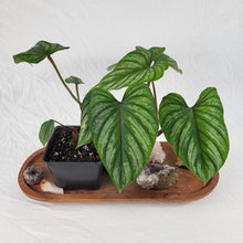 Load image into Gallery viewer, Philodendron Plowmanii 4" pot, Fedex 2day*