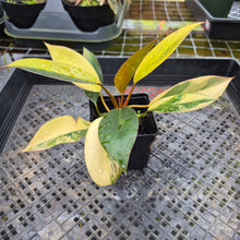 Load image into Gallery viewer, Philodendron Red Congo, Exact Plant Variegated Ships Nationwide