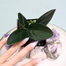 Load image into Gallery viewer, Scindapsus Treubii Dark Form Shipped Nationwide