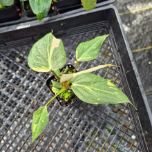 Load image into Gallery viewer, Philodendron Gloriosum Snow Leopard, variegated, Exact Plant Ships Nationwide