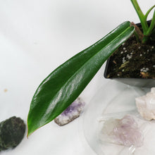 Load image into Gallery viewer, Philodendron Joepii, 2.5” pot, Fedex 2 day*