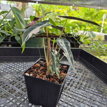 Load image into Gallery viewer, Alocasia 'Bambino Arrow' pink, Exact Plant Ships Nationwide