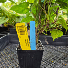 Load image into Gallery viewer, Philodendron Verrucosum, Exact Plant Ships Nationwide