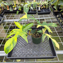 Load image into Gallery viewer, Philodendron Florida Beauty Variegated exact plant, Fedex 2day