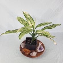 Load image into Gallery viewer, Aglaonema Ice Queen, Silver Queen Variegated 4" pot, Fedex 2day*