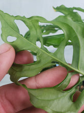 Load image into Gallery viewer, Obliqua Peru, exact plant, Monstera, ships nationwide