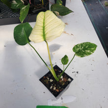 Load image into Gallery viewer, Monstera Deliciosa Mint Exact Plant Variegated Ships Nationwide