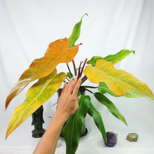 Load image into Gallery viewer, Philodendron Orange Marmalade, Autumn Queen 6" pot, Fedex 2day