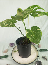 Load image into Gallery viewer, Thai Constellation, Exact Plant, variegated Monstera